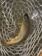 Driftless Area's Best Fly Fishing by John van Vliet, 9780811778244