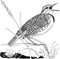 Birding with Theodore Roosevelt by Michael Patrick Cullinane, Michael J. Sacopulos, 9781493093038