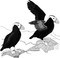 Birding with Theodore Roosevelt by Michael Patrick Cullinane, Michael J. Sacopulos, 9781493093038
