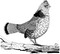Birding with Theodore Roosevelt by Michael Patrick Cullinane, Michael J. Sacopulos, 9781493093038