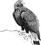 Birding with Theodore Roosevelt by Michael Patrick Cullinane, Michael J. Sacopulos, 9781493093038