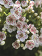 The Forager's Apothecary (Remedies and Recipes for 50 Common Wild Plants) by Suzanne M. Tabert, Bevin Cohen, 9781493095018