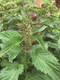 The Forager's Apothecary (Remedies and Recipes for 50 Common Wild Plants) by Suzanne M. Tabert, Bevin Cohen, 9781493095018