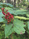 The Forager's Apothecary (Remedies and Recipes for 50 Common Wild Plants) by Suzanne M. Tabert, Bevin Cohen, 9781493095018