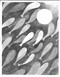 Pin Bones (Poems) by Maaike VanderMeer, 9781771684934