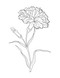 Color-Your-Own Botanical Cards by Sweet Hearts Press, 9781923748088