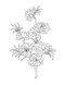 Color-Your-Own Botanical Cards by Sweet Hearts Press, 9781923748088