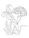 Color-Your-Own Botanical Cards by Sweet Hearts Press, 9781923748088
