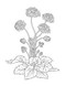 Color-Your-Own Botanical Cards by Sweet Hearts Press, 9781923748088