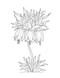 Color-Your-Own Botanical Cards by Sweet Hearts Press, 9781923748088