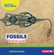 Fossils (A First Look) by Candice Ransom, 9798348065775