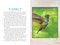 First Nations Totem Animals (Original Instructions for Discovering Your Spirit Allies) by Luke Blue Eagle, 9781591435617