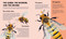 Small Steps, Big Discoveries: Bees by Cristina Banfi, Elisa  Varetti, 9788854422438