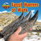 Fossil Hunters at Work by Ruth Owen, 9781642808346