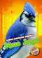 Blue Jays by Betsy Rathburn, 9781626177284