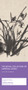 Orchid Amid Thorns by Banqiao Zheng, 9781487801939