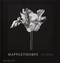 Mapplethorpe Flora (The Complete Flowers) by Robert Mapplethorpe, Mark Holborn, Dimitri Levas, Herbert Muschamp, 9781838668211