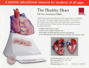 Life Size Healthy Heart Model by Scientific Publishing, 9781932922646