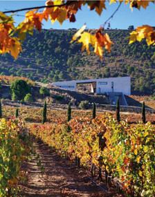 The World Winery Collection (Innovative design, sustainability and the landscape) by Luca Molinari, Anja Visini, 9788855210249