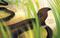 Jungle ka Jaadu (Magic of the Jungle) (Hindi Edition) by Anu Sehgal, Komal Garg, Mansi Dwivedi, 9781953384522