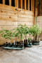 Everyday Elderberry (Growing and Preserving for Your Home Apothecary and Table) by Leanne Allen, 9781493092970