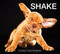 Shake by Carli Davidson, 9780062242648