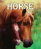 Horse by Malachy Doyle, Angelo Rinaldi, 9781416924678