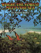 Where the Forest Meets the Sea by Jeannie Baker, Jeannie Baker, 9780688063634