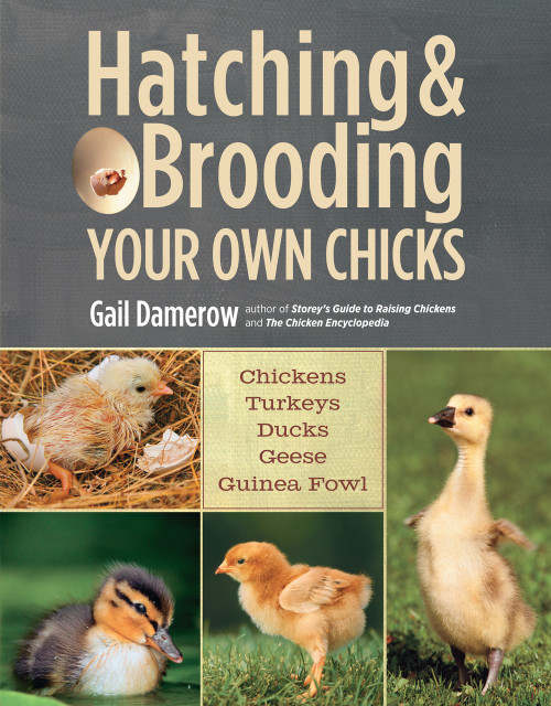 Hatching & Brooding Your Own Chicks (Chickens, Turkeys, Ducks, Geese, Guinea Fowl) by Gail Damerow, 9781612120140