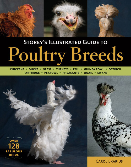 Storey's Illustrated Guide to Poultry Breeds (Chickens, Ducks, Geese, Turkeys, Emus, Guinea Fowl, Ostriches, Partridges, Peafowl, Pheasants, Quails, Swans) by Carol Ekarius, 9781580176675