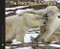 The Polar Bear Scientists by Peter Lourie, Susan Ramer, 9780547283050