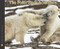 The Polar Bear Scientists by Peter Lourie, Susan Ramer, 9780547283050