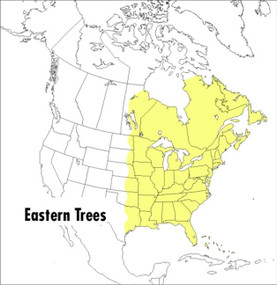 A Peterson Field Guide To Eastern Trees (Eastern United States and Canada, Including the Midwest) by George A. Petrides, Janet Wehr, 9780395904558