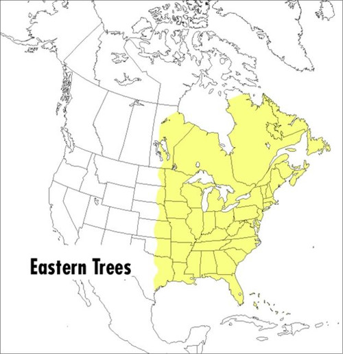 A Peterson Field Guide To Eastern Trees (Eastern United States and Canada, Including the Midwest) by George A. Petrides, Janet Wehr, 9780395904558
