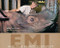 Emi and the Rhino Scientist by Mary Kay Carson, Tom Uhlman, 9780547408507