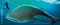 Slickety Quick: Poems about Sharks by Skila Brown, Bob Kolar, 9780763665432