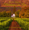 South Africa's Winelands of the Cape (From Cape Town to the Orange River) by Gerald Hoberman, Marc Hoberman, 9781919939780