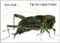 The Very Quiet Cricket by Eric Carle, 9780399218859