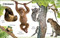 My First Animals by DK, 9781465429018