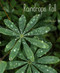 Raindrops Roll by April Pulley Sayre, April Pulley Sayre, 9781481420648