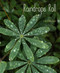 Raindrops Roll by April Pulley Sayre, April Pulley Sayre, 9781481420648