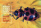 National Audubon Society Pocket Guide: Insects and Spiders by National Audubon Society, 9780394757926