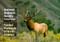 National Audubon Society Pocket Guide to Familiar Mammals by National Audubon Society, 9780394757964
