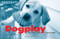 Dogplay (The Canine Guide to Being Happy) by Kim Levin, Christine Montaquila, 9781584798279