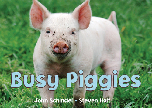 Busy Piggies by John Schindel, Steven Holt, 9781582461694