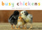 Busy Chickens (Miniature Edition) by John Schindel, Steven Holt, 9781582462752