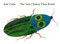 The Very Clumsy Click Beetle by Eric Carle, Eric Carle, 9780399232015