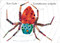 La araña muy ocupada (Spanish Edition) by Eric Carle, Eric Carle, 9780399242410