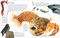 Encyclopedia of Animals by DK, 9780756619725