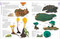 Mushrooms (How to Identify and Gather Wild Mushrooms and Other Fungi) by DK, 9781465408556